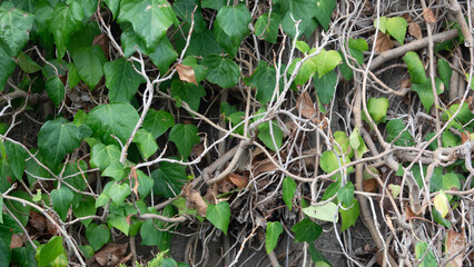 close up view of ivy leaves on old tree in autumn.  Climber plant background copy space for text.