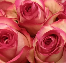 Pink Rose's 