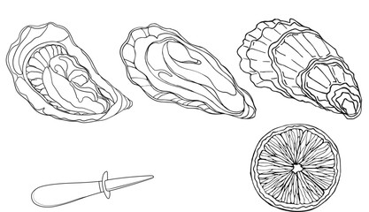 Oysters. Vector illustration. Seafood product design. Isolated on a white background. fresh shell, seafood