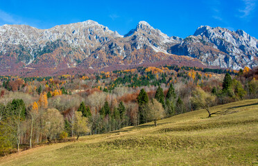 packs of wild wolves roam among the autumn-colored woods and forests of the Alpago