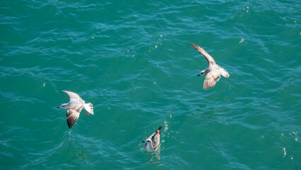 Seagulls flying over the sea in summer day, nature background