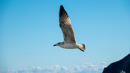Seagull flying in the blue sky over the mountains of Gokceada island, Turkey, closeup of photo