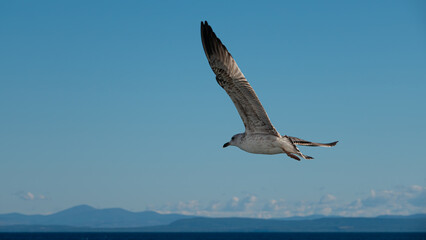 Seagull flying in the blue sky over the mountains of Gokceada island, Turkey, closeup of photo