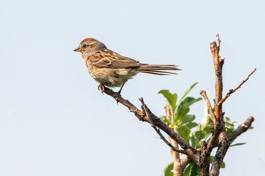 American Tree Sparrow (Spizella arboriea) perched on a branch along the Savage River Loop Trail in Denali National Park, Alaska, USA; Alaska, United States of America