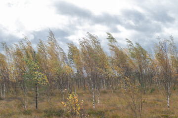 the landscape of the swamp in autumn. Trees, sphagnum in the swamp. Stormy dark sky , strong wind,...