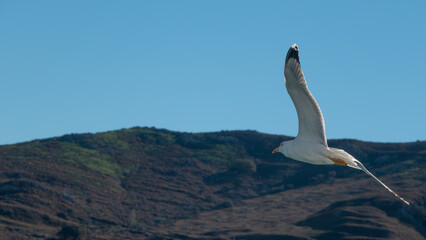 Fototapeta premium Seagull flying over the sea against mountains in Gökçeada, Çanakkale, Turkey