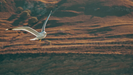 Seagull flying over the sea against mountains in Gökçeada, Çanakkale, Turkey