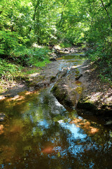 The clear water of a small forest stream flows over a clean rock in the shade of dense forest vegetation