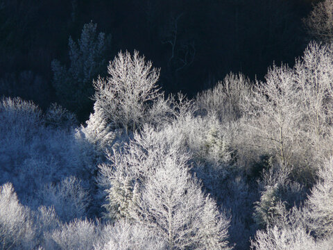 Frosty trees in sunlight and shadows