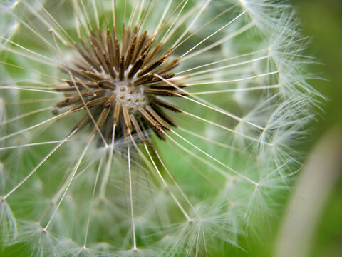 Seeds of a dandelion flower begin to give way to the wind