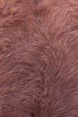 Close up Donkey's frontal hair texture