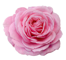 Fresh beautiful pink rose isolated on a white background. Detail for creating a collage - 686762651
