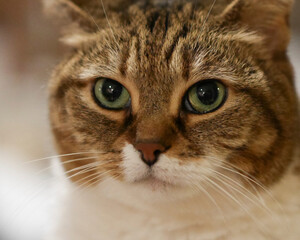 Close-up portrait of a domestic cat