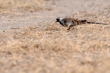 Namaqua Dove a migratory winter bird