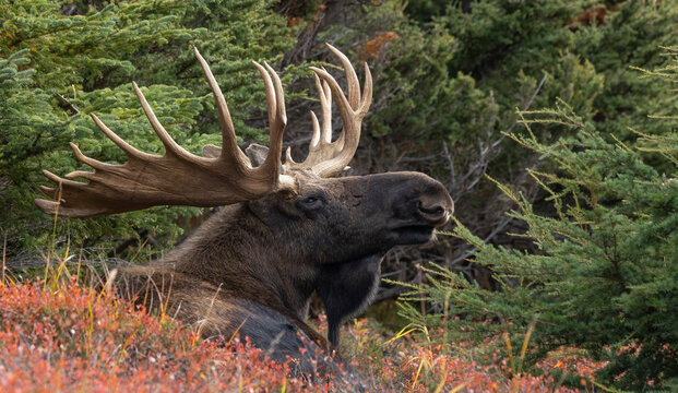 Portrait of a bull Moose (Alces alces) with antlers; Alaska, United States of America