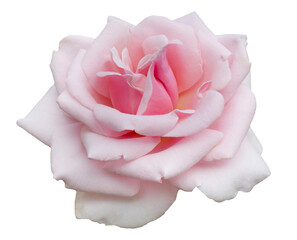 Fresh beautiful pink rose isolated on a white background. Detail for creating a collage - 686763412