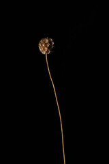 Minimal background image of single flower pod against black