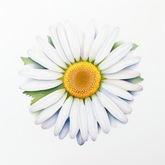 One watercolor daisy flower. Chamomile on white