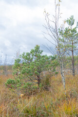 the landscape of the swamp in autumn. Trees, sphagnum in the swamp. Blue sky and sparse trees