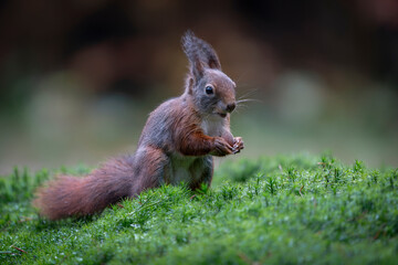Hungry Eurasian red squirrel (Sciurus vulgaris) in the forest of Noord Brabant in the Netherlands.	
                                                                                                    