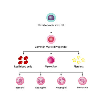  Hematopoiesis cell type scheme, stem cell, common myeloid progenitor, red blood cells, platelets, myeloblast, Basophil, neutrophil, eosinophil, monocyte. Vector design.