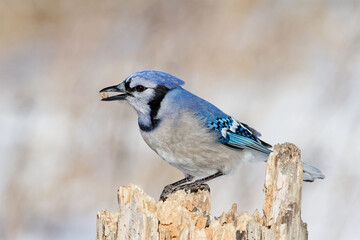 A Blue Jay perches on a dead tree stump in winter with a peanut in its beak.