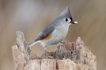 A Tufted Titmouse perches on a dead tree stump in winter with a seed in its beak.