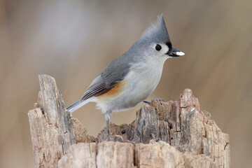 A Tufted Titmouse perches on a dead tree stump in winter with a seed in its beak.