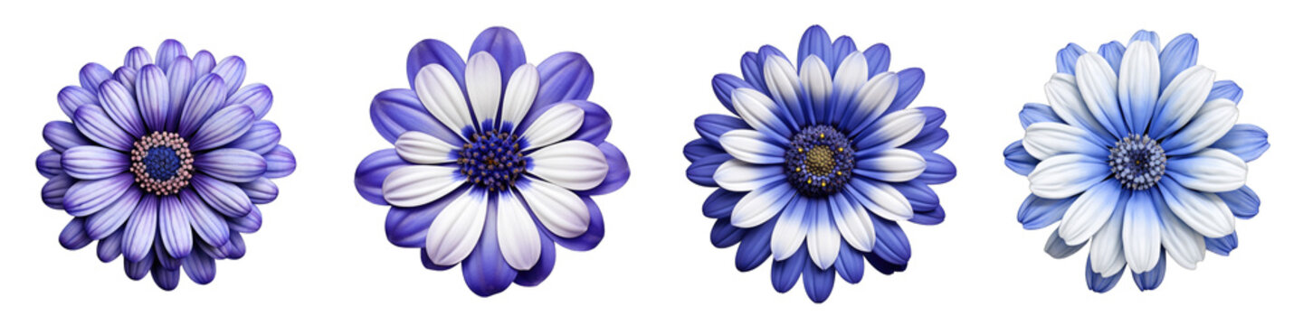 Cineraria flower clipart collection, vector, icons isolated on transparent background