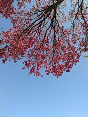 sky in contrast with a pink ipe branch