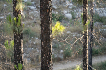 Regeneration of a Pine Tree in a Burnt Forest, the Judea Mountains, Israel