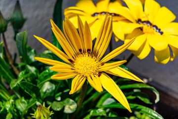 Knallige Farbschöne Blume in der Natur