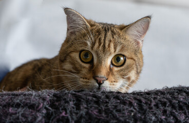 Fototapeta premium portrait of a cat