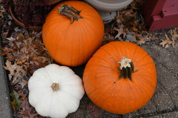 White and Orange Pumpkins
