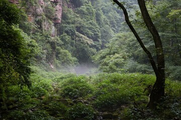 Obraz premium Golden Whip Stream in Zhangjiajie National Forest Park, Hunan, China
