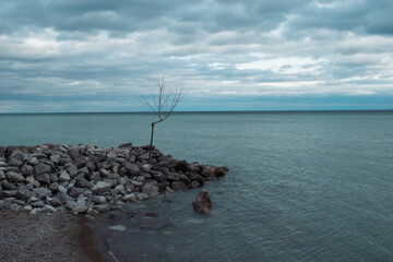 rocks on the beach with trees overcast day