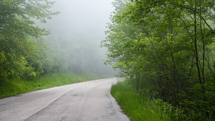 Fototapeta na wymiar foggy road in the woods
