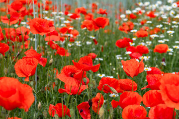 Obraz premium Colorful Flower Meadow With Poppy And Marguerite Over Green Grass