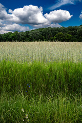 Corn Field With Colorful Flower Meadow With Cornflower And Marguerite And Forest