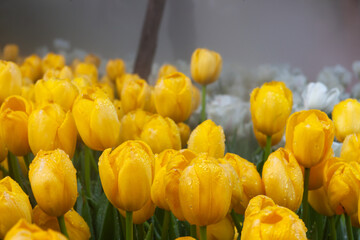 Obraz premium Beautiful yellow tulip flowers in green grass with white tulips in the background.