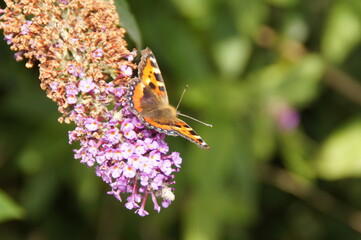 Painted Lady Butterfly (Vanessa cardui) on a Buddleja Bush, Lothersdale, North Yorkshire, England, UK