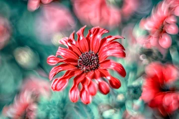 Wandaufkleber Close up beautiful shot of flower © blackdiamond67