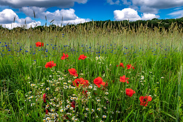Corn Field With Colorful Flower Meadow With Poppy, Cornflower And Marguerite