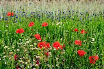 Corn Field With Colorful Flower Meadow With Poppy, Cornflower And Marguerite
