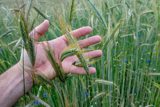 Farmers Hand Touches Ears Of Crop On Agricultural Field To Control Degree Of Ripeness And Quality