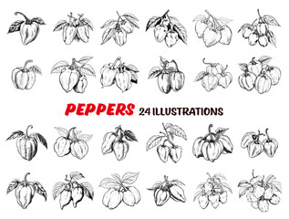 Collection of drawn habanero peppers. Sketch illustration	