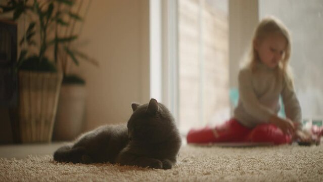 Close up of a grumpy grey cat on the carpet, little blond girl playing busily on background, daytime, weekend affairs. Thoughtful kid, bright living room, natural daylight. High Quality 4k footage