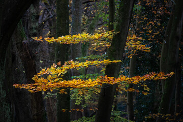 Zorro in autumn colors in the Bergerbos. in the Netherlands. The leaves that are still on the trees stand out beautifully against the dark branches and tree trunks. 