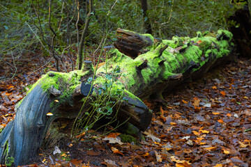 Fallen tree trunk with moss in the Bergerbos in the Netherlands. This old tree trunk did not survive a previous autumn storm. 