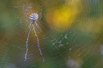 spider Epeire Argiope lobata  on the web top 